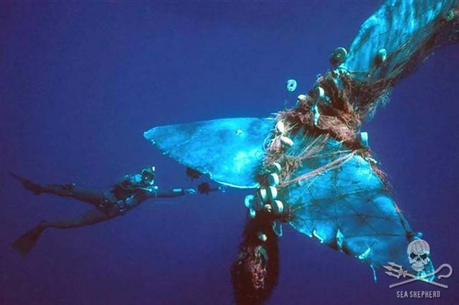 Der Plastikmüll in unseren Meeren und Ozeanen ist direkt verantwortlich für den Tod von Millionen Vögeln, Fischen und zehntausenden Meeressäugern weltweit. Foto: Sea Shepherd