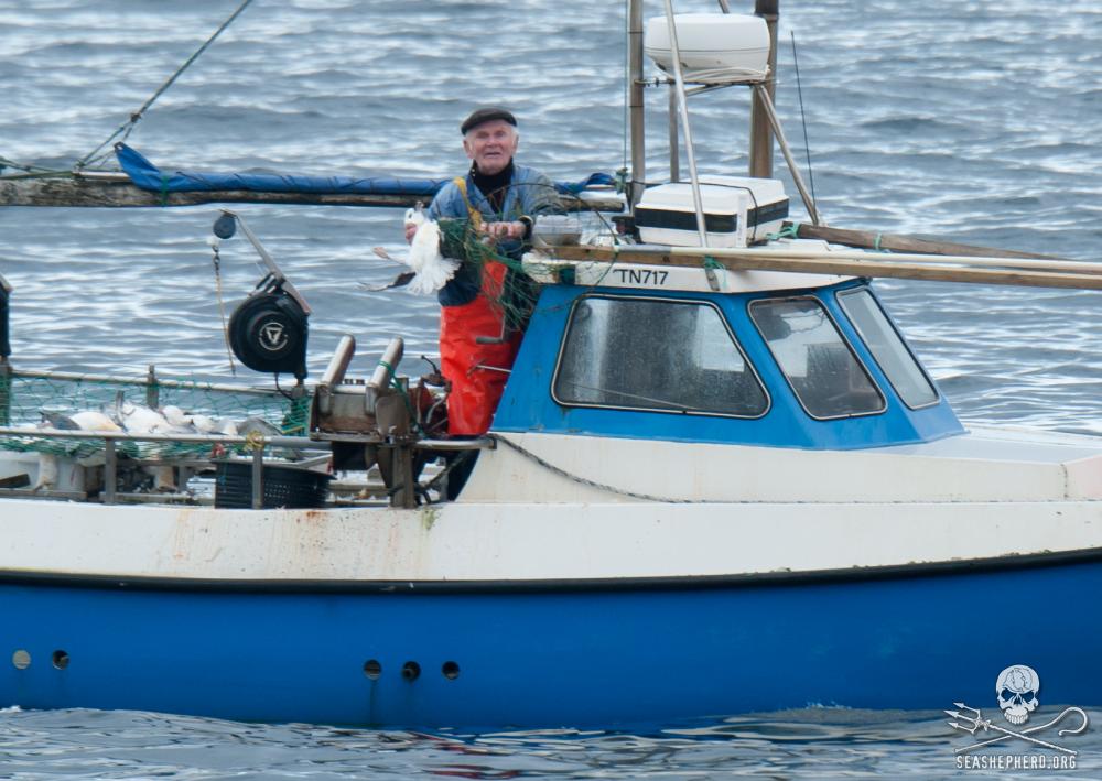 Viele Boote fangen täglich zwischen 100 und 300 Eissturmvogelküken Foto: Sea Shepherd / Erwin Vermuelen