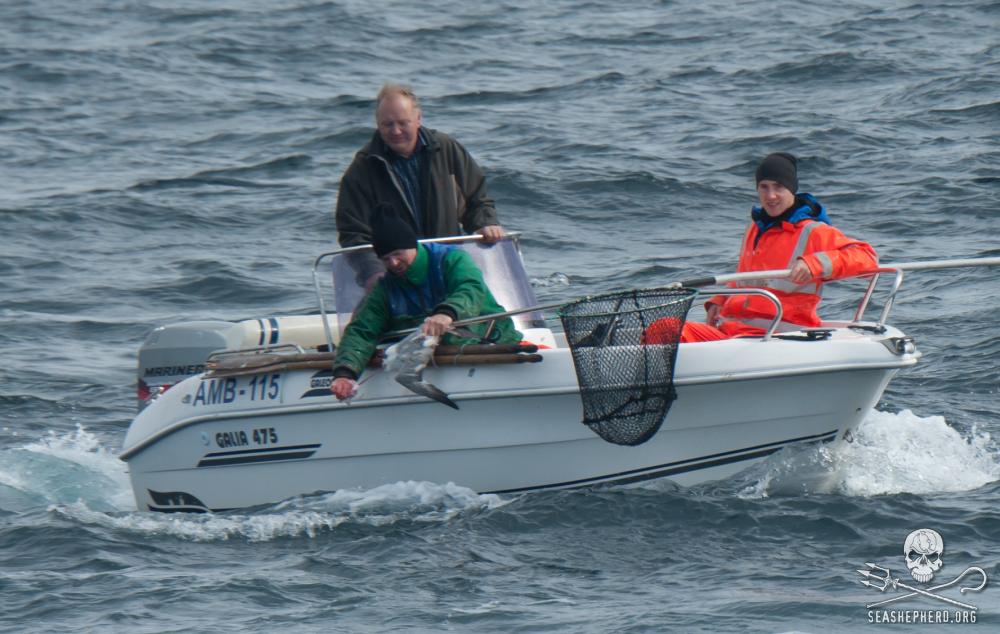 Manche töten die Vögel, indem sie den Kopf festhalten und ihren Körper herumwirbeln; andere reißen den Kopf direkt ab Foto: Sea Shepherd / Erwin Vermuelen