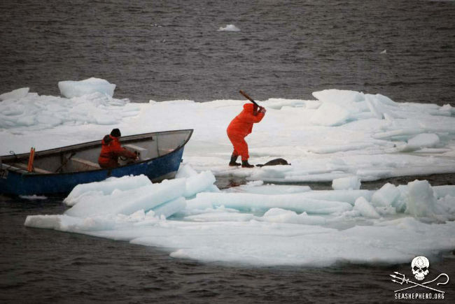 „Man ‘erntet’ keine Robben, Schweine, Delfine, Rehe, Fische oder andere Tiere. Warum nutzt man also dieses Wort, um sich auf das Töten von Robben und Delfinen zu beziehen?“ Foto: Sea Shepherd/Greg Hager