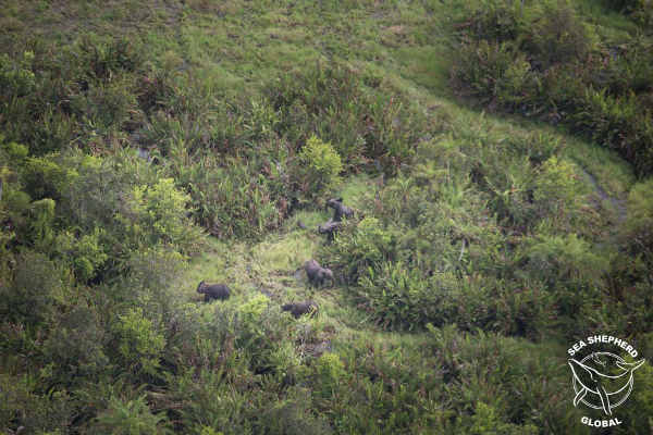 Elefantenherde durchstreift den Loango Nationalpark, Gabun. Foto: Denis Sinyakov