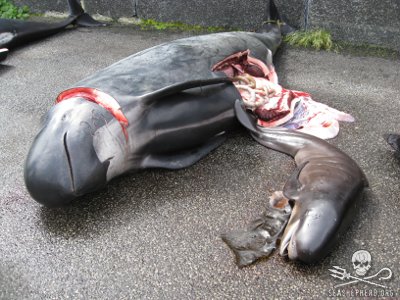 Auch Walmütter mit ihren Kleinen, schwangere weibliche Tiere oder ganze Familien werden ohne Ausnahme abgeschlachtet. Foto: Sea Shepherd Auch Walmütter mit ihren Kleinen, schwangere weibliche Tiere oder ganze Familien werden ohne Ausnahme abgeschlachtet. Foto: Sea Shepherd