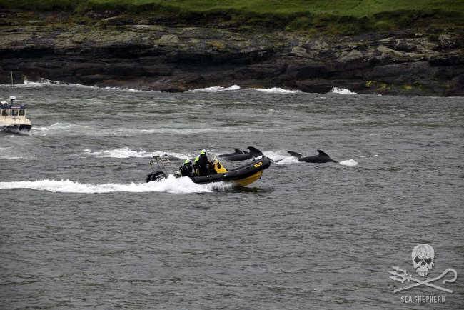 Das Kleinboot “Echo” bei der entschlossenen Verteidigung einer Grindwalschule in Sandavágur am 12. August. Foto: Sea Shepherd