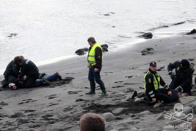 Rosie Kunneke und Christophe Bondue werden am 23. Juli während des Walmassakers in Bøur verhaftet. Foto: Sea Shepherd
