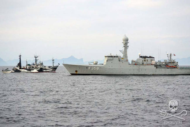 Die dänische Regierung unterstützt die Walmassaker mit dänischen Ressourcen, darunter mit der Marine und Polizei. Foto: Guiga Pirá