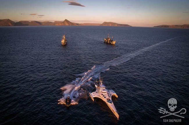 Die Sea Shepherd-Flotte von Operation Sleppid Grindini. Foto: Sea Shepherd