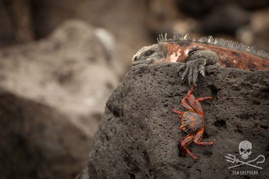 Galapagos war schon immer die rote Linie der Menschheit.