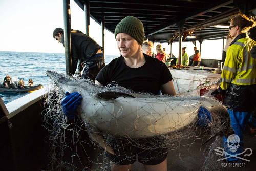 Ein Crewmitglied der STEVE IRWIN hält einen Gemeinen Delfin, der tot aus dem illegalen Netz geborgen wurde. Foto: Eliza Muirhead