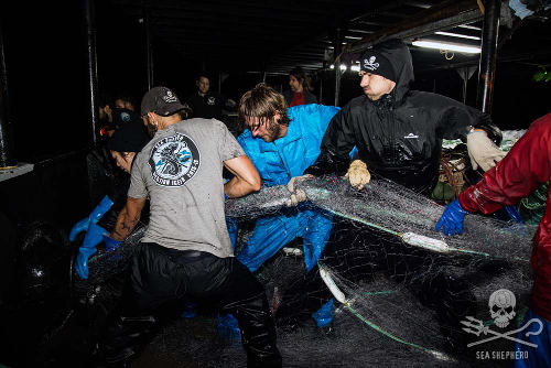 driftnet2