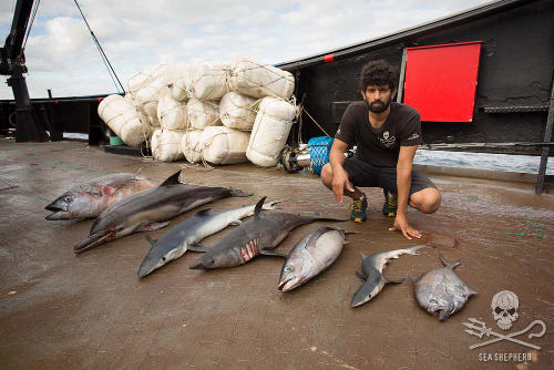 driftnet3