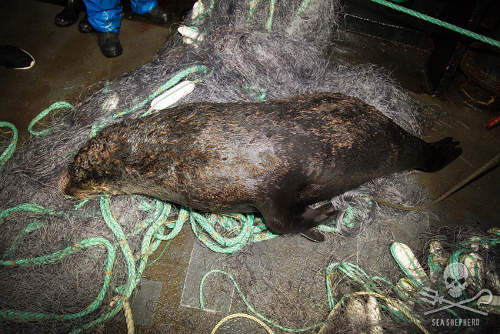 driftnet4