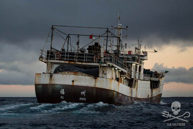 FU YUAN YU 071 mit illegaler Treibnetz-Fischereiausrüstung an Bord. Foto: Eliza Muirhead