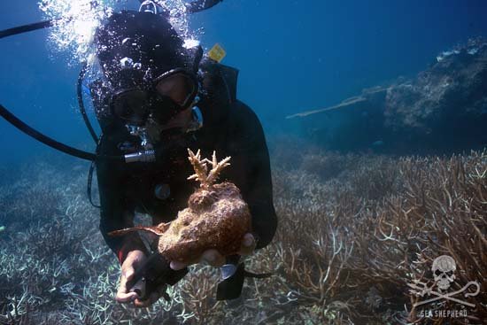 Kurse über die Vermehrung von Korallen werden von Sea Shepherd Dives Partnerorganisation Ocean Quest angeboten. Foto: Gary Stokes