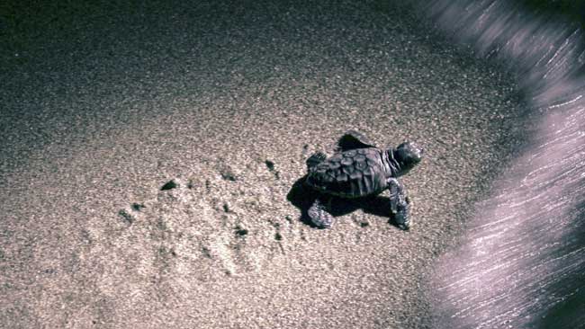 Eine Babyschildkröte erreicht sicher das Meer dank der Freiwilligen von JAIRO MEDITERRANEO. Foto: Sea Shepherd Italien