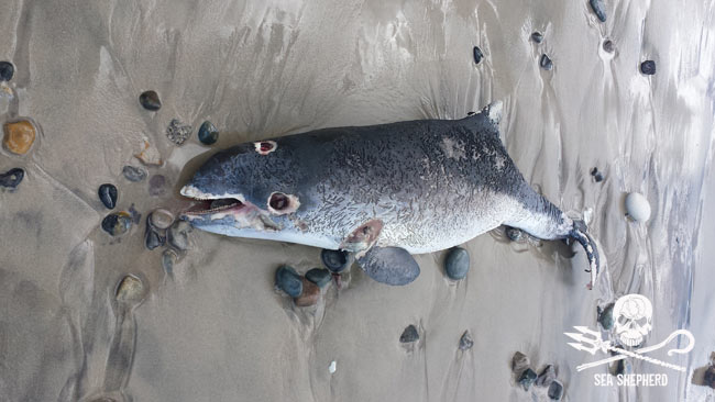 Toter Ostsee Schweinswal