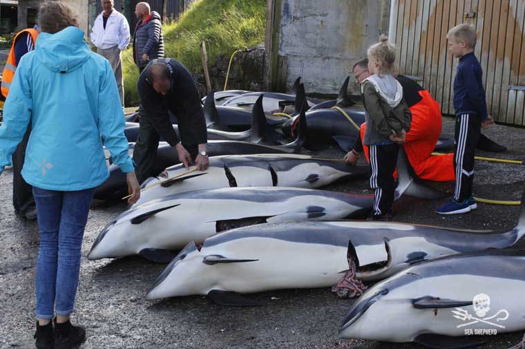 Geschlachtete Delfine bei der Syðrugøta Grindwaljagd am 25. Juli 2017. Foto: Sea Shepherd