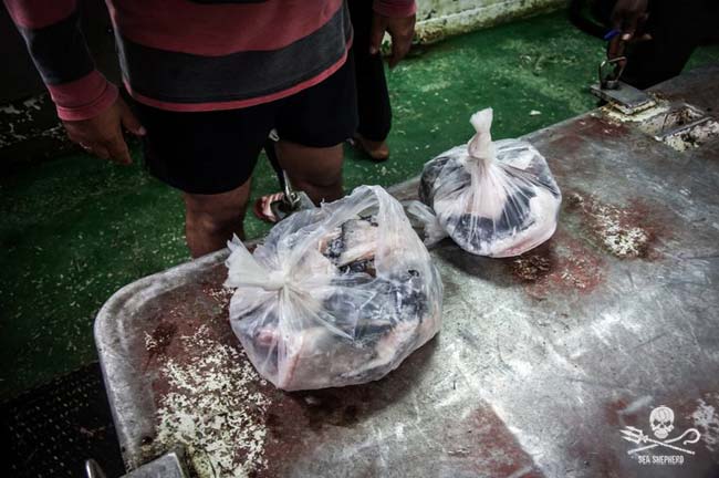 Haiflossen eingepackt in Tüten als Beweismittel der Verletzung der EU-Verordnung Foto: Tara Lambourne / Sea Shepherd