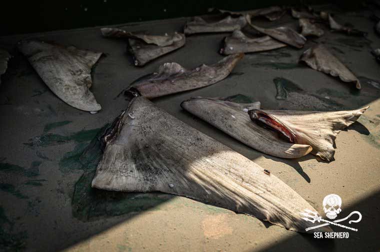 Trocknende Flossen an Deck. Foto: Christiano Menci/Sea Shepherd
