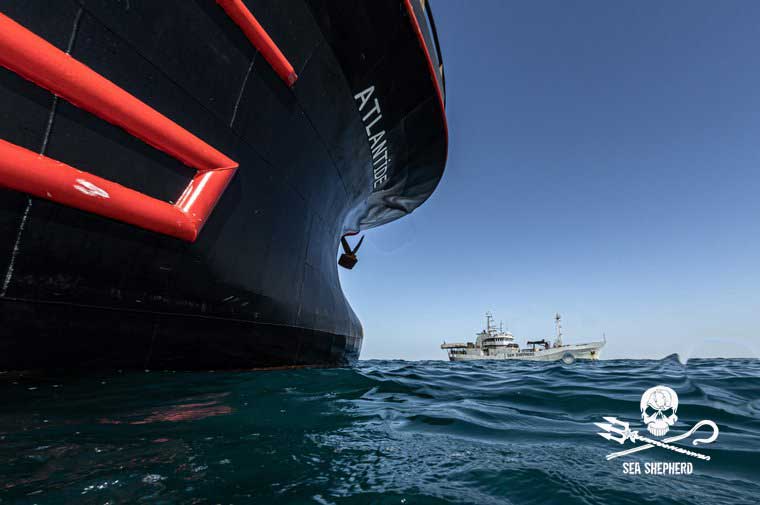 Die BOB BARKER überwacht die ATLANTIDE 1. Foto: Robert Lehmann/ Sea Shepherd