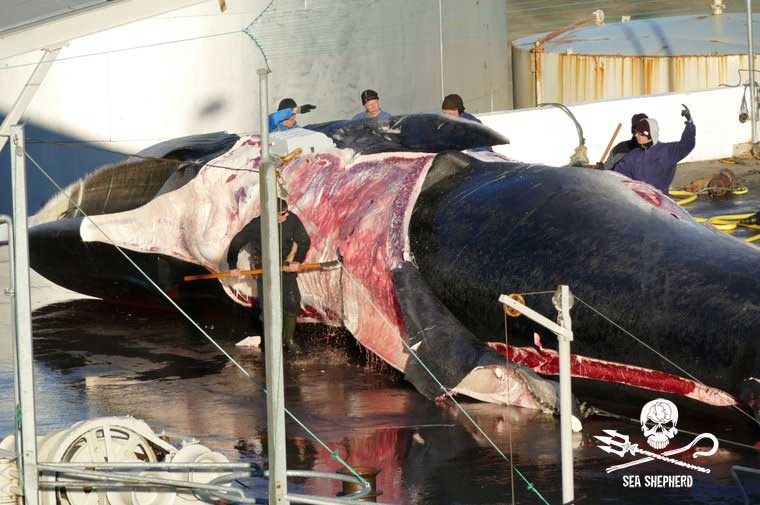 Arbeiter bei Hvalur hf, die 2018 einen Finnwal zerlegen. Foto: Sea Shepherd