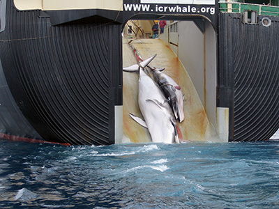 news-130227-1-1-2010-06-16AustralianCustoms-WhalingInTheSouthernOcean 5
