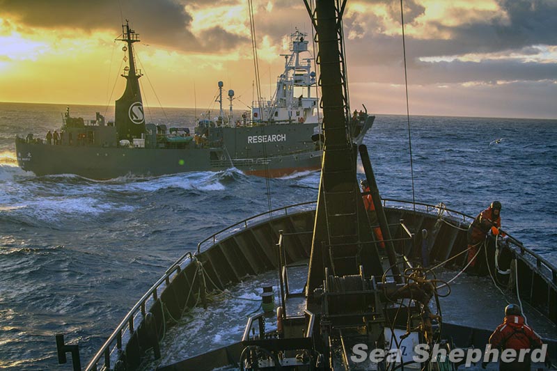 Die Yushin Maru kreuzt vor dem Bug der Bob Barker in gefährlicher Nähe.