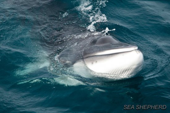 Einer der Zwergwale wie "Spot", auf die es die Walfänger abgesehen haben. Foto: Sea Shepherd Australien / Tim Watters