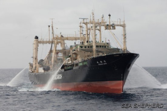 Das weltweit einzige Fabrikschiff für Walverarbeitung, die Nisshin Maru. Foto: Sea Shepherd Australien / Tim Watters