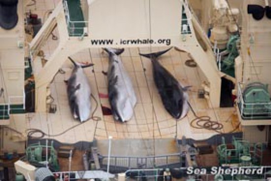 Drei tote Geschütze Zwergwale auf dem Deck der Nisshin Maru