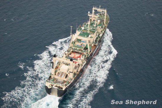 Totalaufnahme der Nisshin Maru, dem Fabrikschiff der japanischen Walfangflotte.