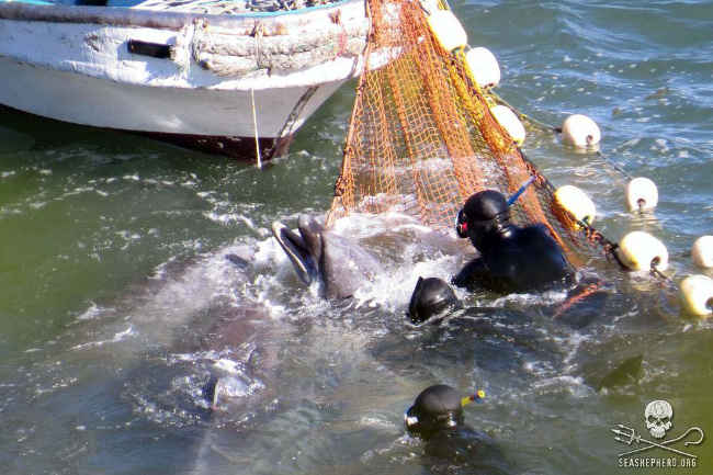Ein Großer Tümmler kämpft in der Bucht während der brutalen Auswahl für die Gefangenschaft. Foto: Sea Shepherd